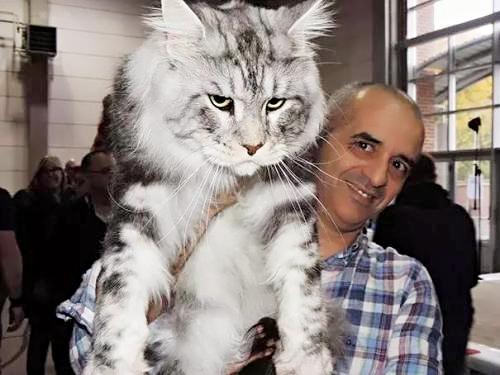 养猫不要养这7种猫,养猫首选这8种猫不仅便宜还好养