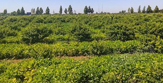 目前哪些中药材市场前景看好,市场紧缺的中药材有哪些品种