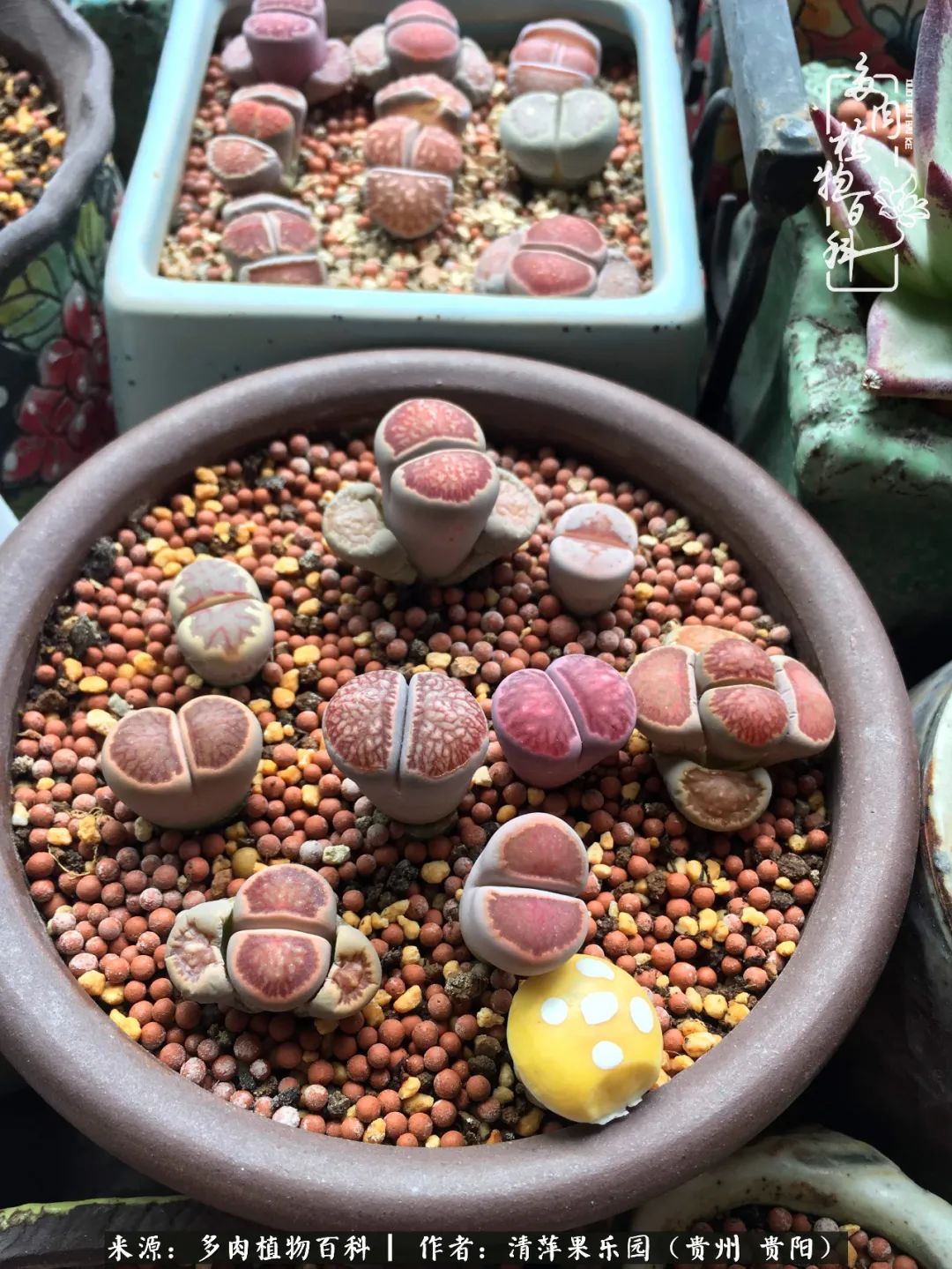 生石花庭院,晶莹剔透的生石花