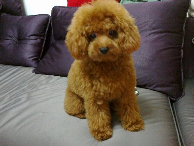 泰迪犬都有哪些优点和缺点,泰迪犬好不好养