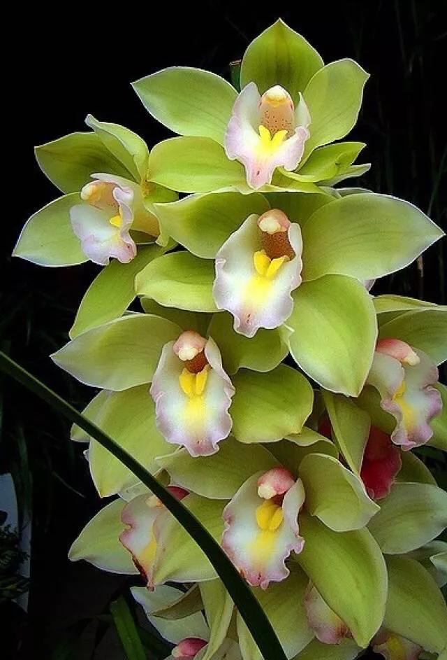 十大绝美兰花图片欣赏,南阳珍稀野生兰花图片