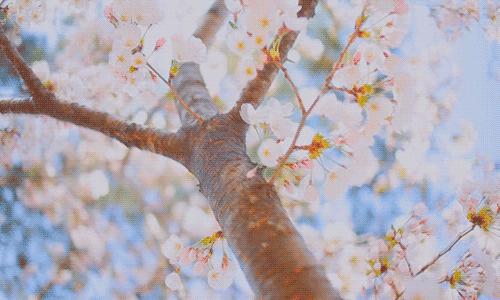 日本樱花又快开了吗 (日本樱花预计什么时候开)