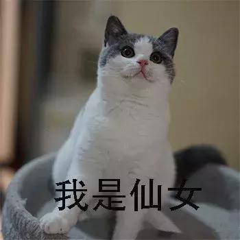 新手第一次养猫养什么品种好,小学生养猫英短猫掉毛吗