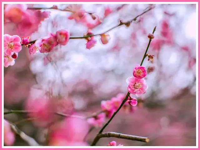 魔都四月赏花,魔都春季赏花好地方