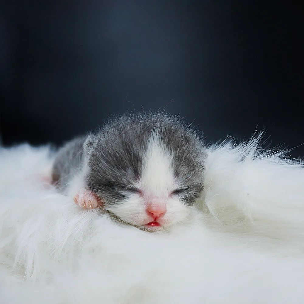 奶猫1个月怎么补奶,奶猫必备营养