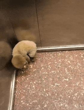 泰迪躲角落里被揍,泰迪坐电梯里视频