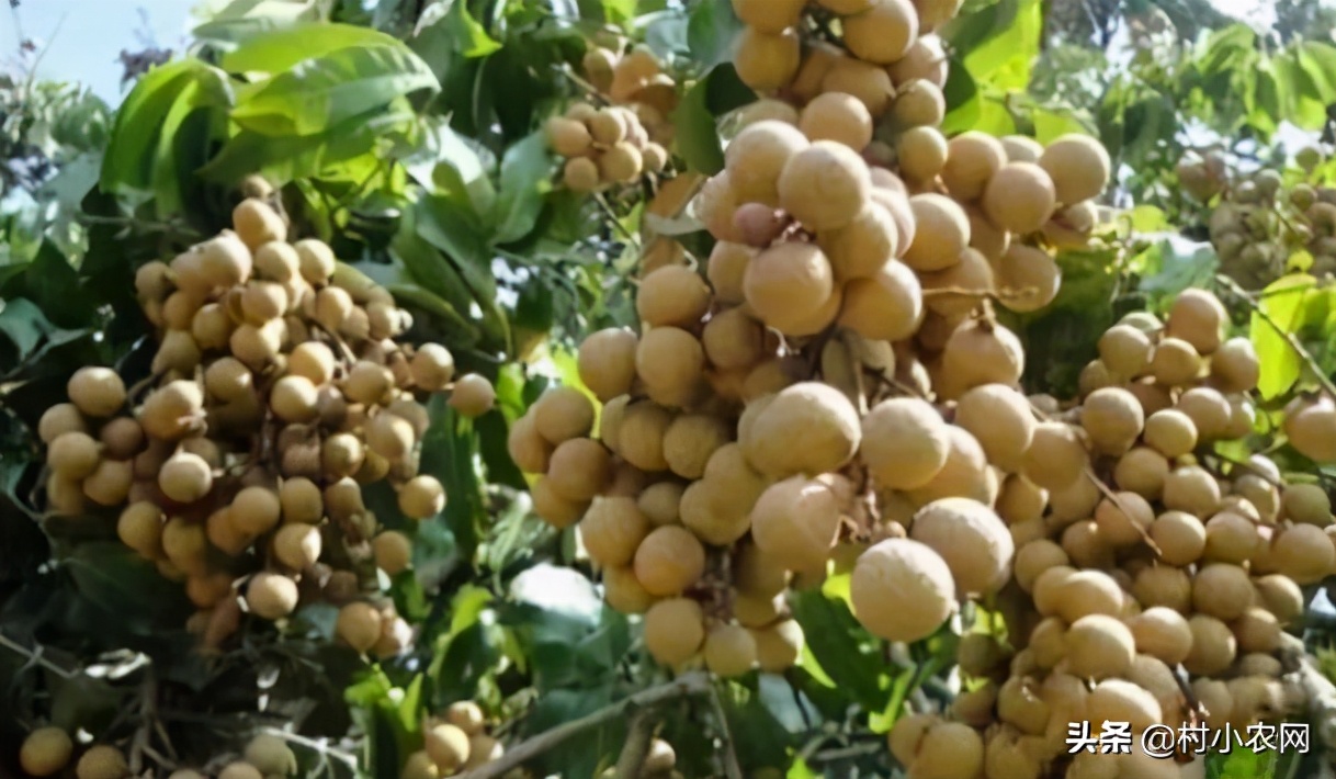 农村利润很吓人的10个冷门种植,农村有什么好的种植业赚钱的项目