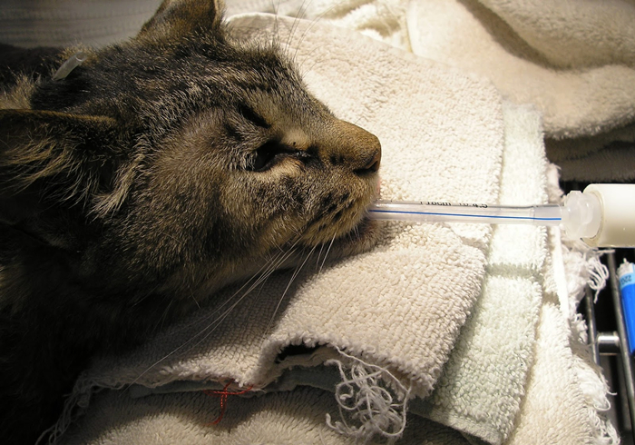 猫咪铲屎官必须知道的事情,猫咪肺部肿瘤症状及治疗方法