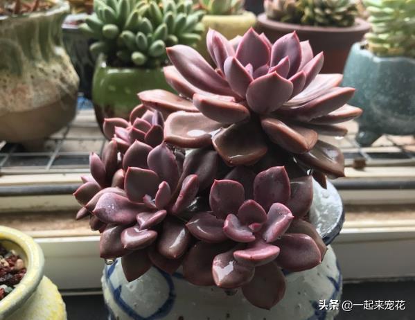 多肉叶片发芽老叶片要剪掉吗,砍头的多肉爆崽后为什么长不大