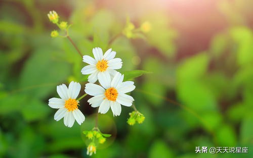 让人无法抵抗超级有魅力的星座女,越简单反而越有魅力的三大星座女