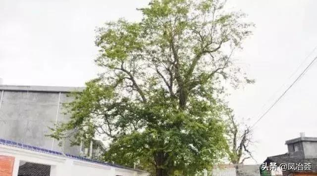 穿越千年的枫香,穿越千年古树