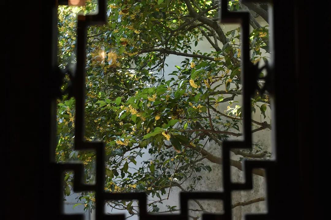 苏州城东北隅的赏桂佳处——耦园