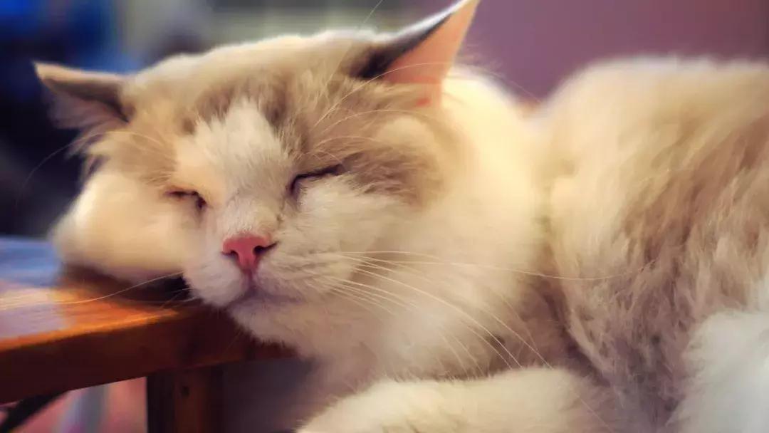 猫咪怀孕有什么症状表现,猫咪怀孕了怎么照顾它