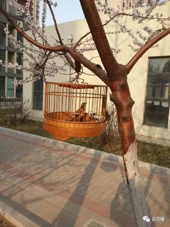 百灵鸟怎样判断是不是感冒,百灵鸟返生吗