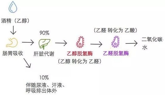 喝酒第二天胖了好几斤,为什么喝酒会瘦有的人会胖