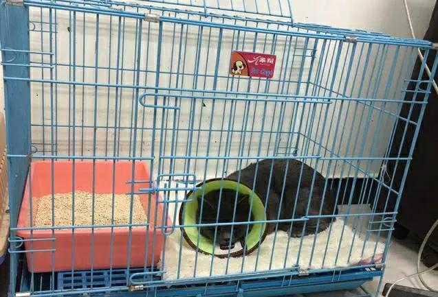 收留一年多的蓝猫好养吗,为什么蓝猫领养回来不吃不喝