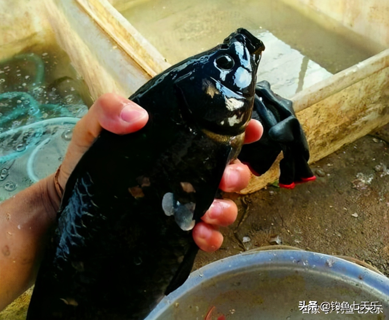 广东钓友钓获“黑鲤鱼”，浑身乌黑发亮！网友戏称：非洲来的