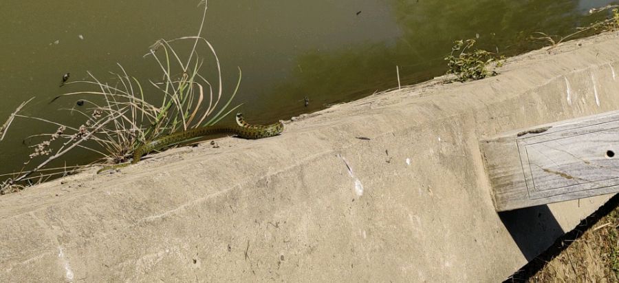 野钓驱蛇防蛇简单方法,水蛇碰到水会怎么样