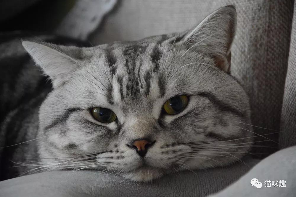 猫常见的病预防和治疗,猫传染给人的四大疾病