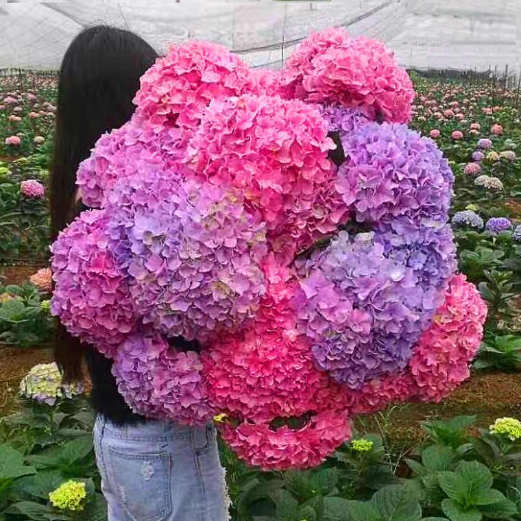 什么样的花好养又耐活,哪些花坑人