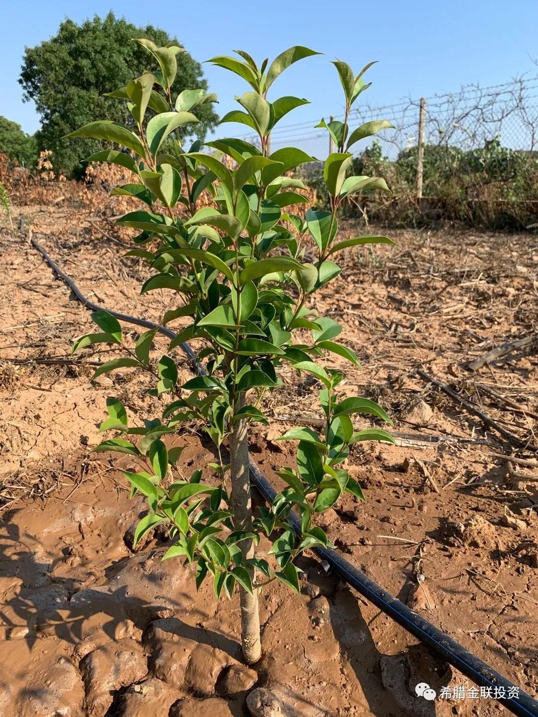 希腊农地价格,希腊土地多少钱一亩