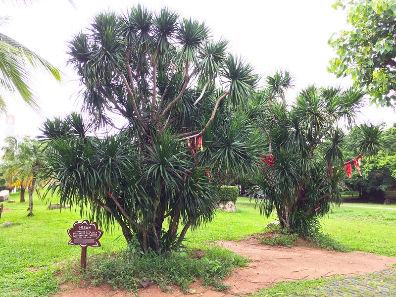 海南租车需要什么手续,海南三亚神州租车价格