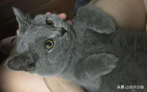 网上买了一只蓝猫回来一看气晕了,女子买了蓝猫养了一个月