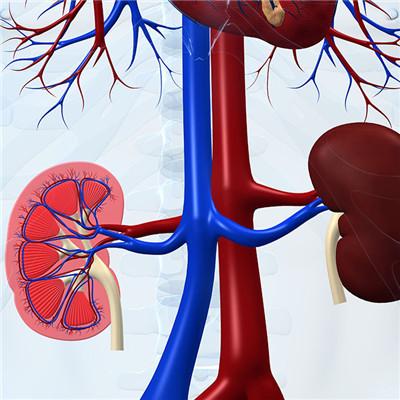 肾气虚肾阳虚肾阴虚会一起出现吗,肾阴虚肾气虚肾阳虚都有什么特点