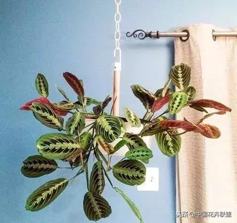 打翻了调色盘的花,打翻了调色盘的美景