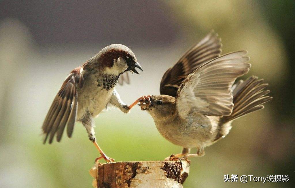 鸟类的拍摄技巧,鸟类摄影要掌握这些技巧知识