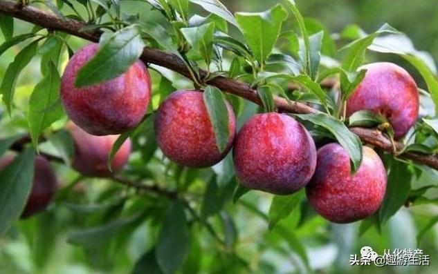 从化必吃的十大特产,舌尖上的广东正宗腊味