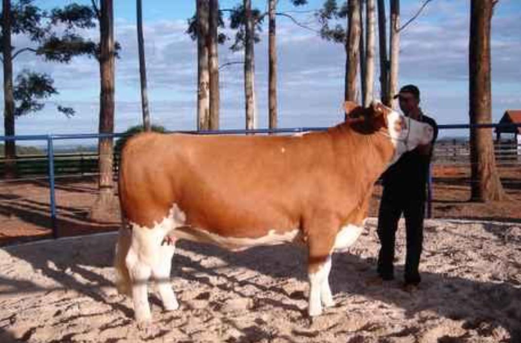 巴西为什么跌下神坛,巴西为什么发展缓慢