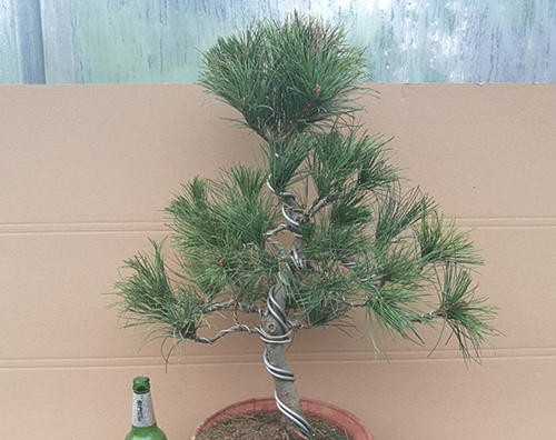 黑松春季用什么肥料,黑松的造型与护理