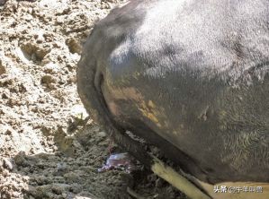 别再因为子宫内膜炎,牛揣不上犊了,教你方法