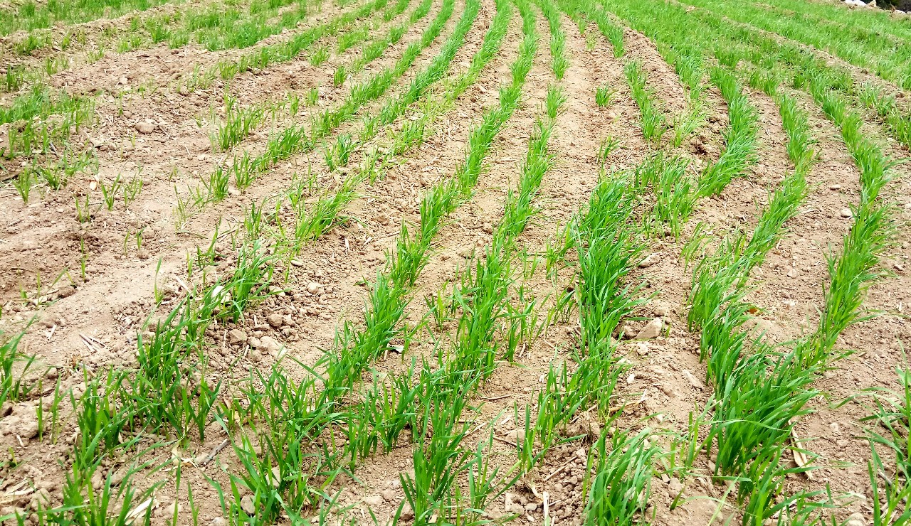 麦田裂缝处理,麦田干旱怎么办