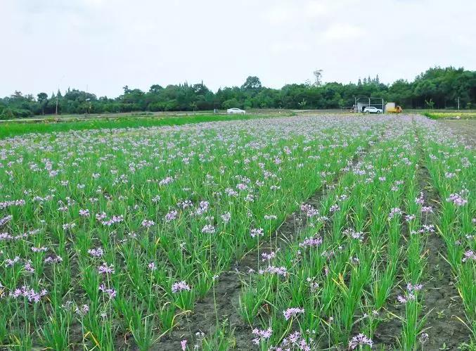 双流空港秘密花园,双流不要门票的公园