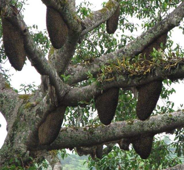 怎么追踪野生蜜蜂视频,怎样野外捕捉蜜蜂