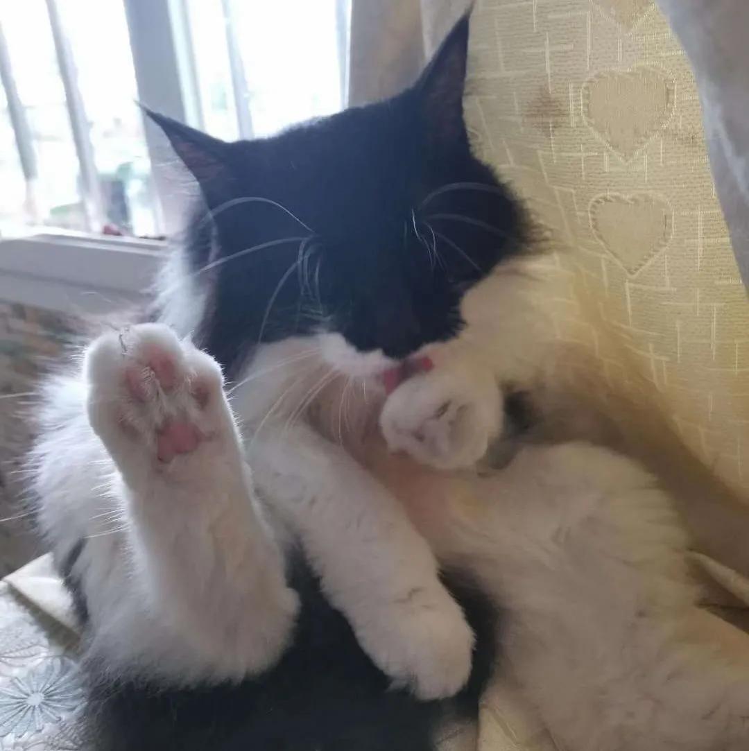 当猫咪遇见病痛,当猫咪突发心脏病如何急救