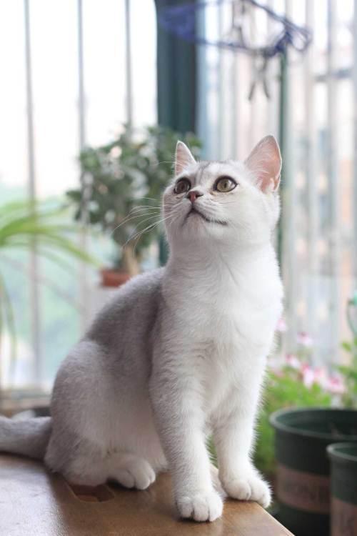 英短银点渐层和渐层的区别,英短渐层和美短渐层的区别