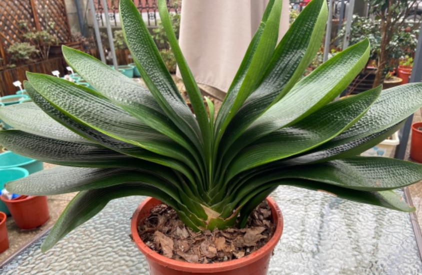 君子兰怎么养才不烂根长得好,君子兰正确养法你养对了吗