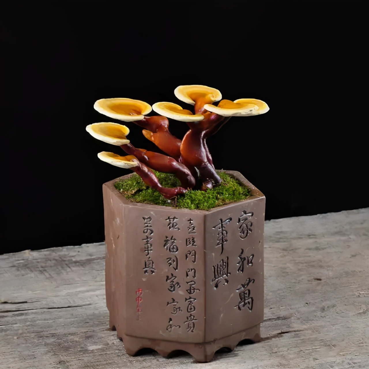 野生灵芝与人工栽培的灵芝差别,野生灵芝和人工种植的灵芝的区别