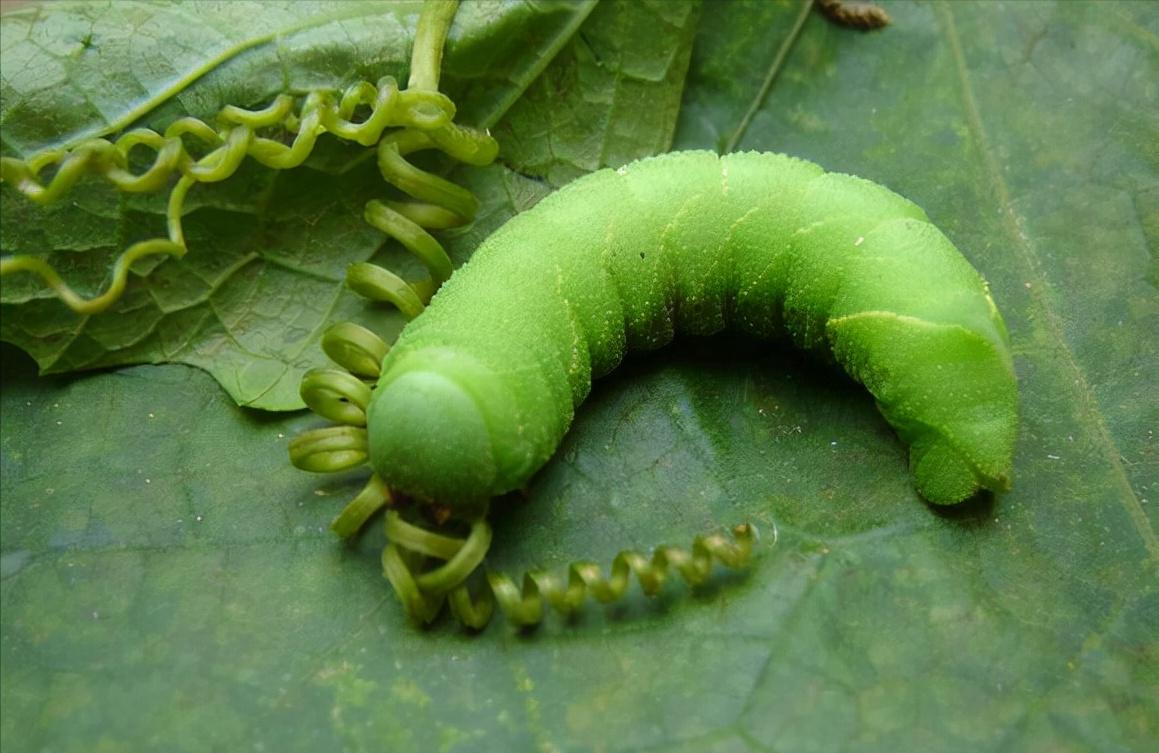 黄豆的虫害有哪些,黄豆地里都有什么虫子