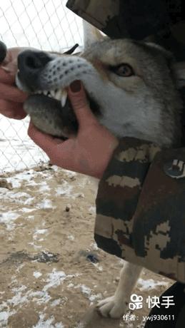 夜间接尸人视频,深夜接尸人的故事