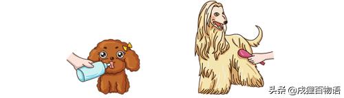 狗狗受孕前要注意什么,狗狗生育小知识