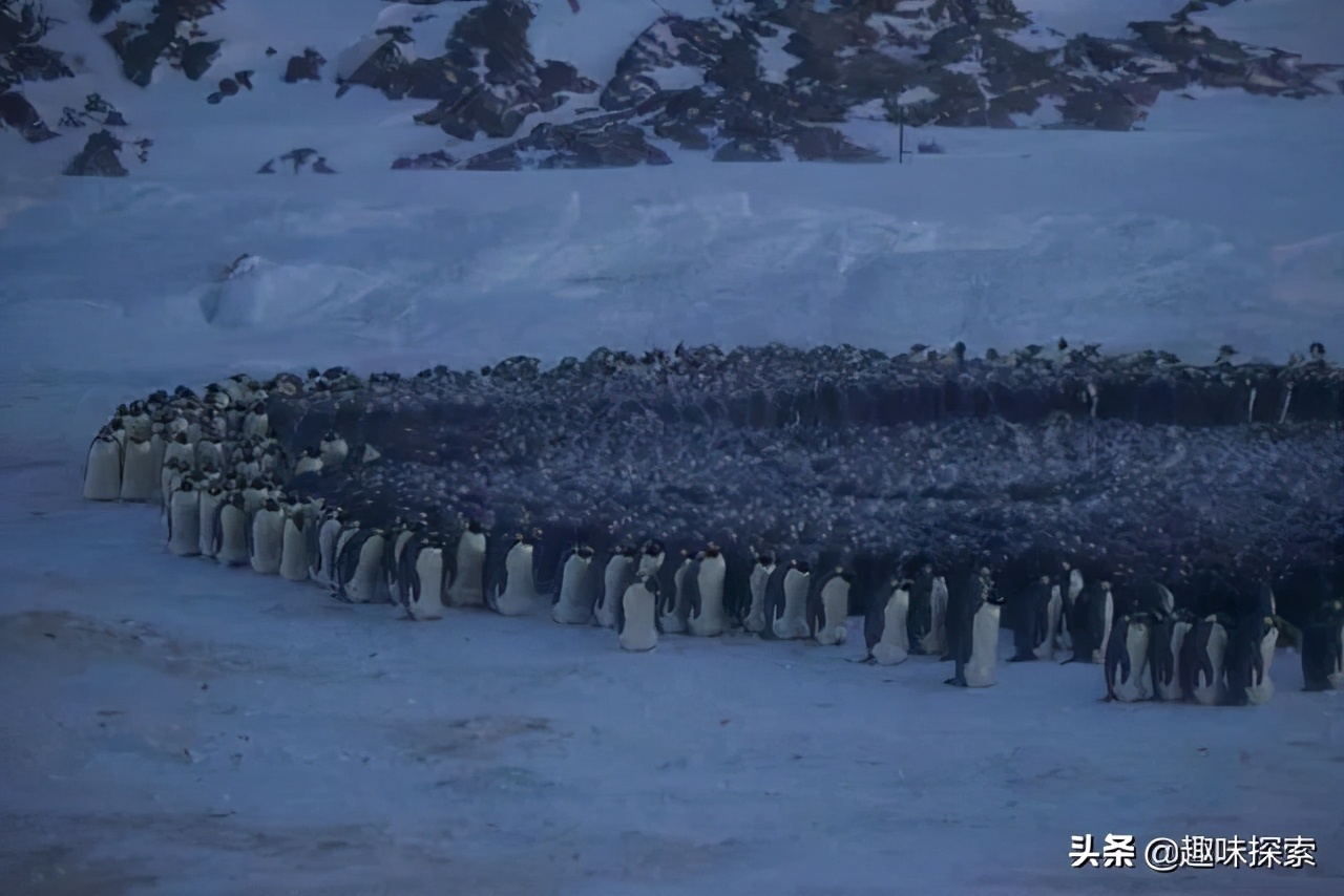 企鹅在南极为什么不会被冻死,南极那么冷为什么企鹅没冻死