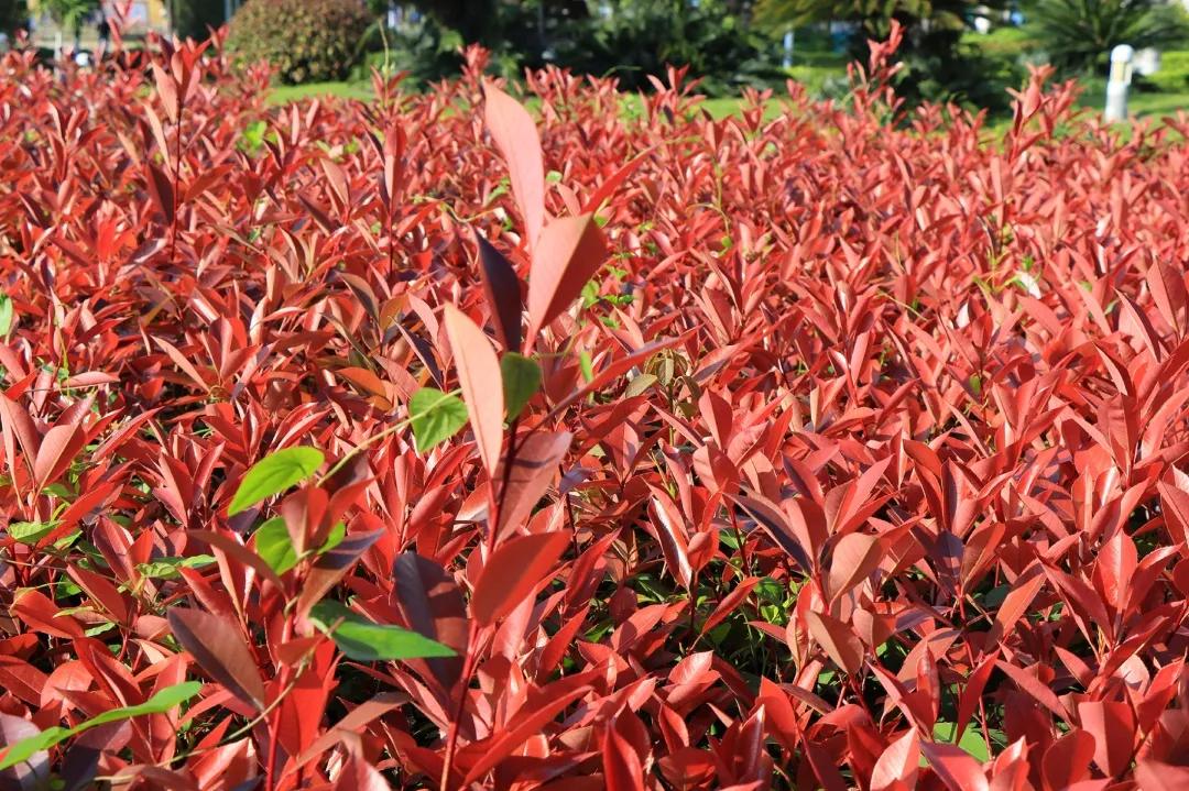 福州职业中专学校风景,福州职业技术学院校园图