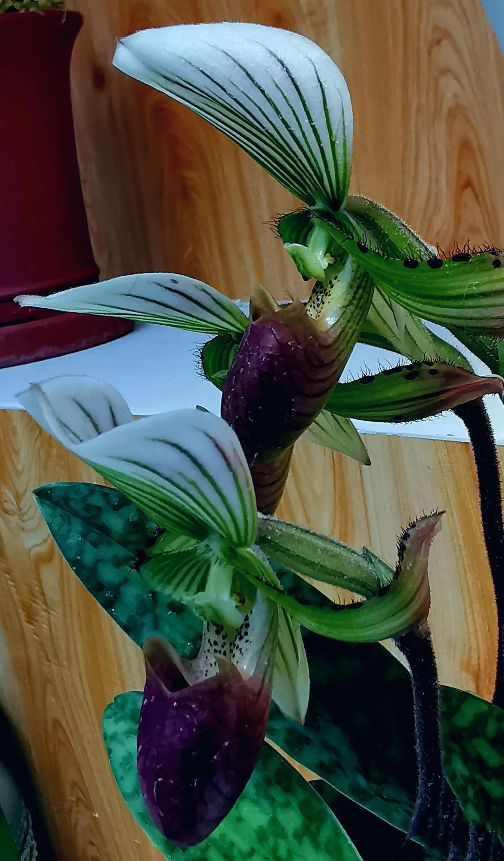 兰花高洁的古诗,高洁典雅的兰花壁纸