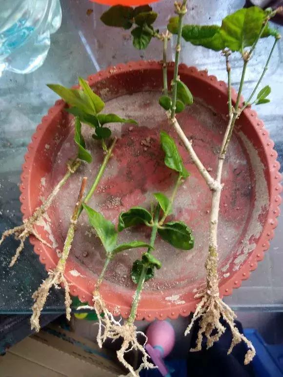 茉莉花长出白根可以扦插吗,茉莉花有白根枯杆还能返青吗