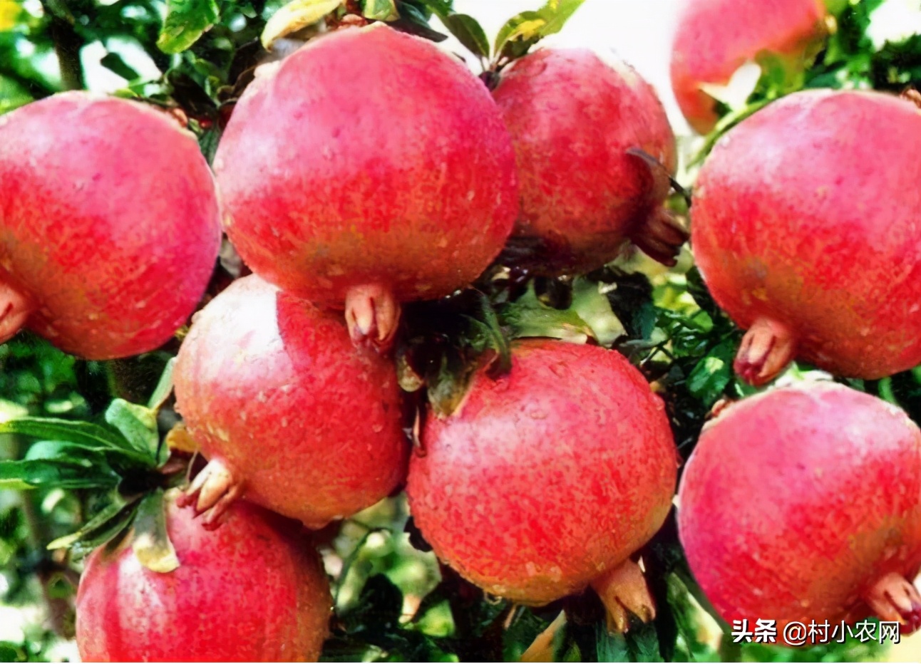 农村想种养什么项目可以挣钱,农村种植什么最赚钱500元小本创业