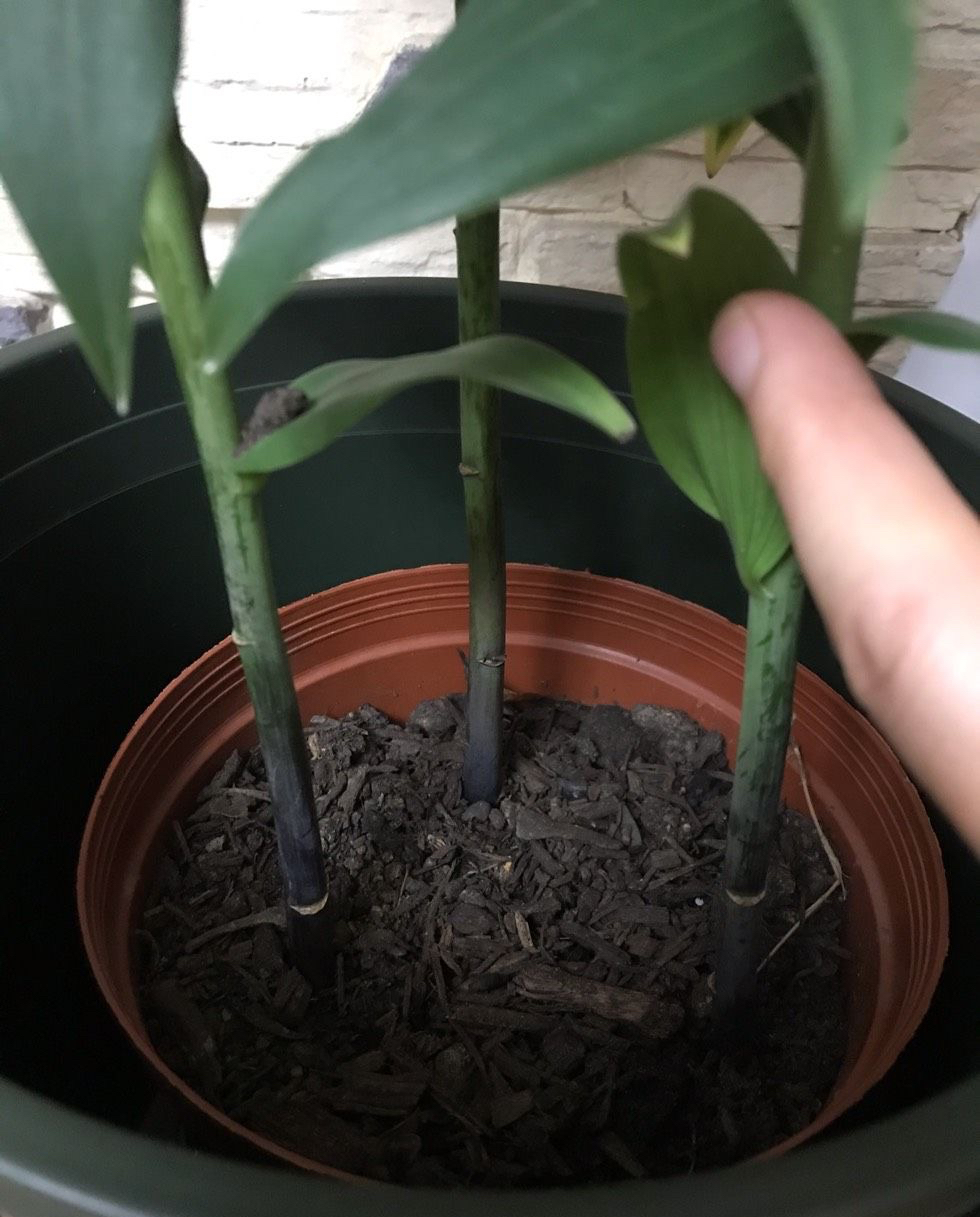 水中百合花开完了怎么样再开花,百合花开完后如何处理枝干